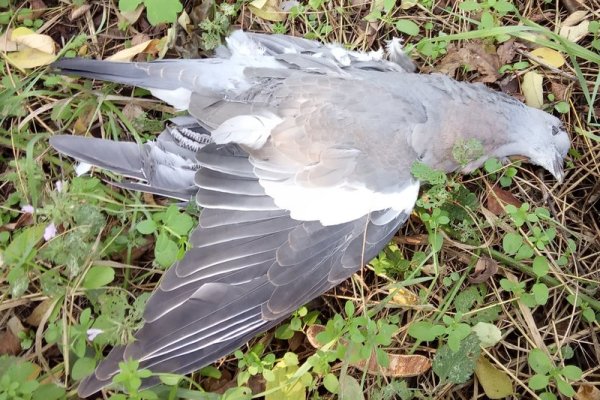 Как использовать krab7.cc